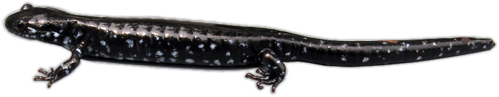 Blue-spotted Salamander